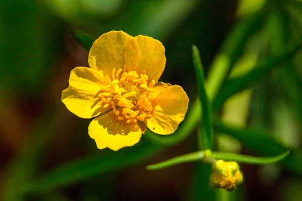 Schöne Gelbe Blume Wächst Garten — Stockfoto