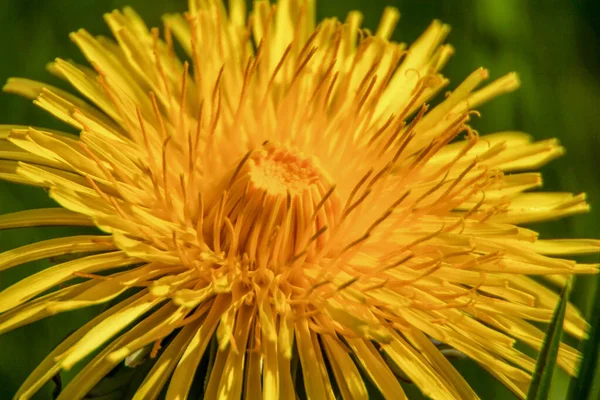 Beautiful Yellow Dandelion Flower Garden — Stock Photo, Image