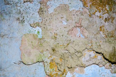 Terk edilmiş bir evde eski bir duvar bir mantar tarafından hasar görür.