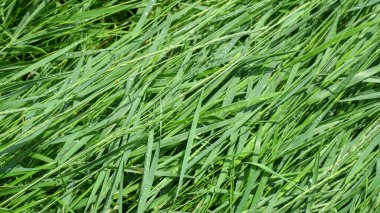 Yağmurdan sonra güzel yeşil çimenler. Tasarım için doku ve arkaplan
