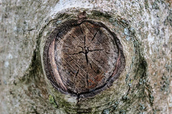 Texture Arbre Coupé Dans Forêt — Photo