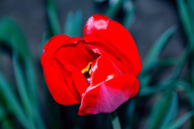 Parlak kırmızı güzel laleler bahçede