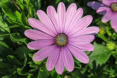 Şehirdeki parkta güzel kokulu çiçekler.