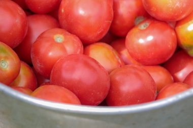 Bahçeden nefis kırmızı ev yapımı domatesler.