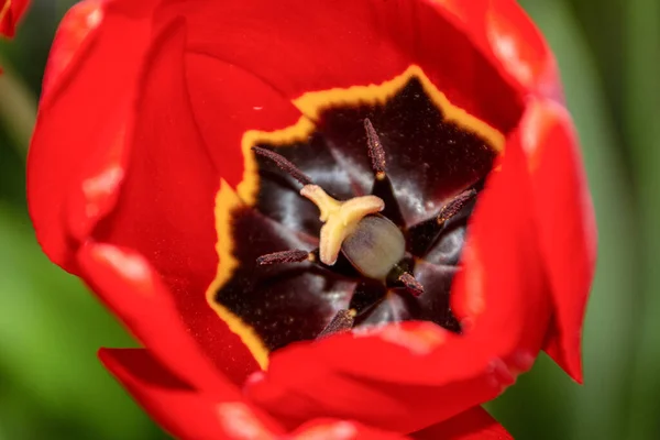 美しい赤いチューリップの花のクローズアップ — ストック写真