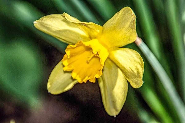 Vacker Gul Blomma Som Växer Trädgården — Stockfoto