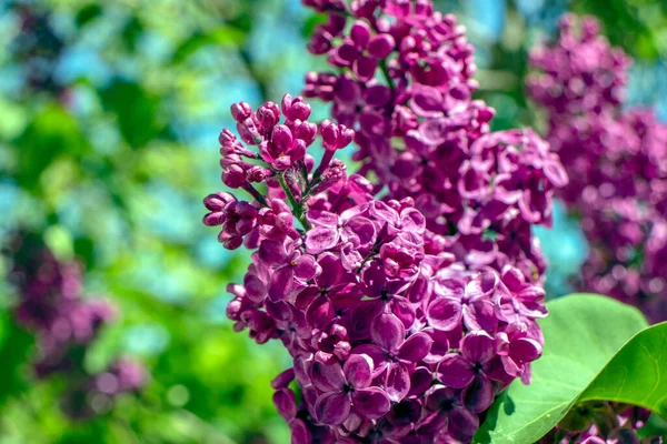 Purple Red Lilac Garden — Stock Photo, Image