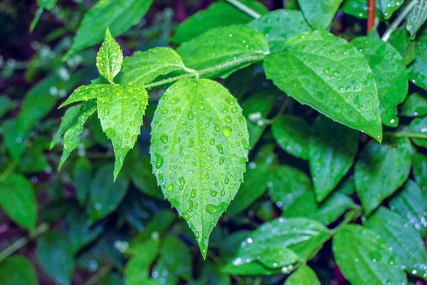 Feuilles Vertes Après Pluie Dans Jardin — Photo