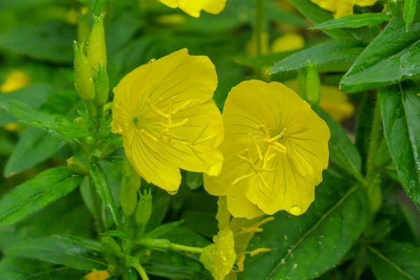 Linda Flor Amarela Jardim Após Chuva — Fotografia de Stock