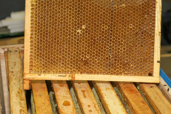 小蜂窝里的蜜蜂用的空蜂蜜框架 — 图库照片