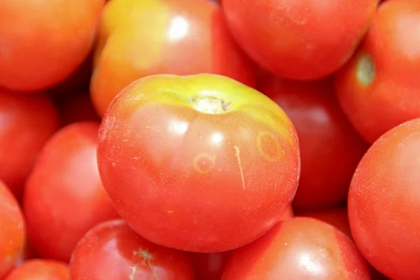 Leckere Hausgemachte Rote Tomaten Aus Dem Garten — Stockfoto