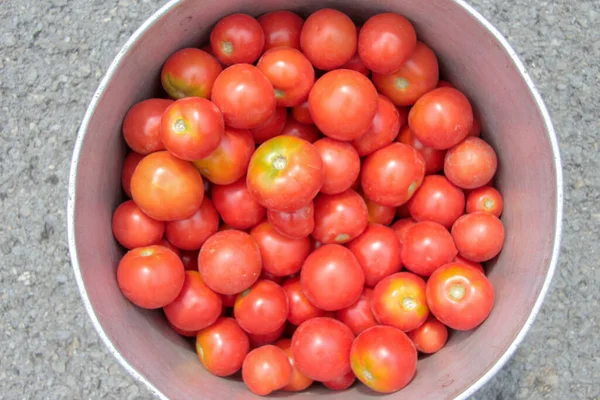 Deliciosos Tomates Rojos Caseros Del Jardín —  Fotos de Stock