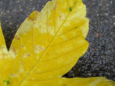 Sarı sonbahar akçaağaç yaprakları yağmurdan sonra yere düşer.