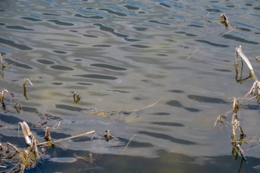 İlkbaharda Ternopil gölünde su