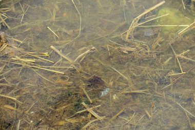 İlkbaharda Ternopil gölünde su