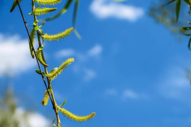 Mavi gökyüzü ve gri bulutlar güzel havada ormandaki ağaçların arka planında