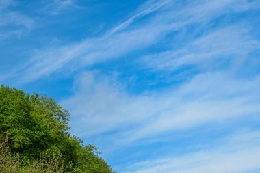 Mavi gökyüzü ve beyaz bulutlar ormanın üzerinde
