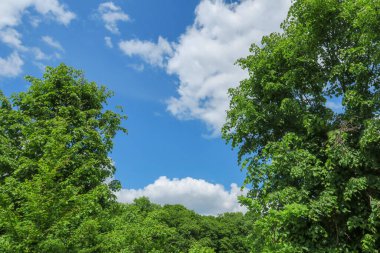 Mavi gökyüzü ve gri bulutlar güzel havada ormandaki ağaçların arka planında