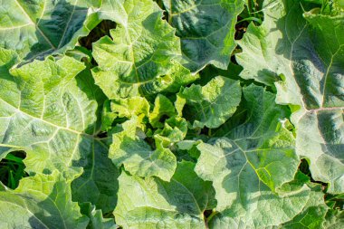 Büyük yeşil dulavrat otu ve yeşil çimen