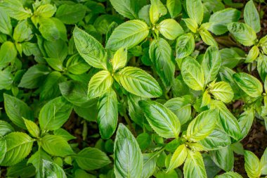 Parkta baharın yeşil yaprakları