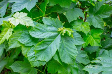 Parkta baharın yeşil yaprakları
