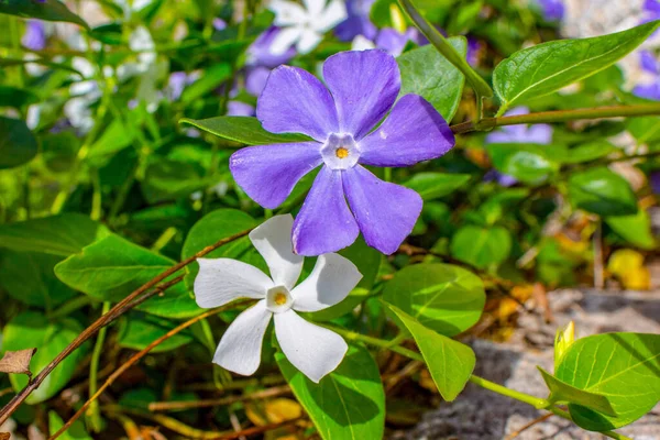 Красива Фіолетова Квітка Росте Саду — стокове фото