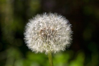 Bahçedeki gri karahindiba