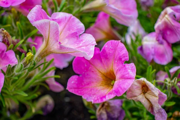 Lindas Flores Cor Rosa Parque Gramado — Fotografia de Stock