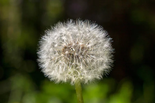 Grauer Löwenzahn Garten — Stockfoto