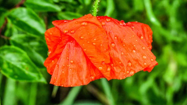 Piękny Dziki Kwiat Maku Pobliżu Drogi — Zdjęcie stockowe