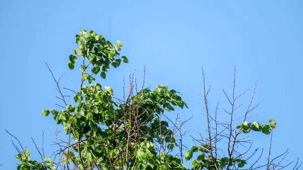 Belles Feuilles Vertes Printemps Dans Jardin — Photo