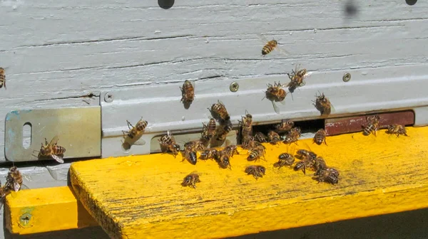 Pszczoły Locie Pasiece Wrześniu — Zdjęcie stockowe