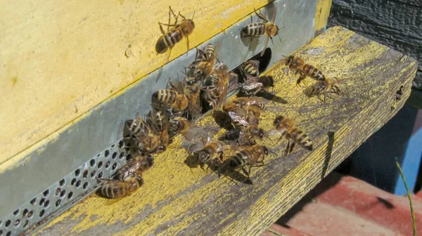 Bijen Een Vlieg Bijenstal September — Stockfoto