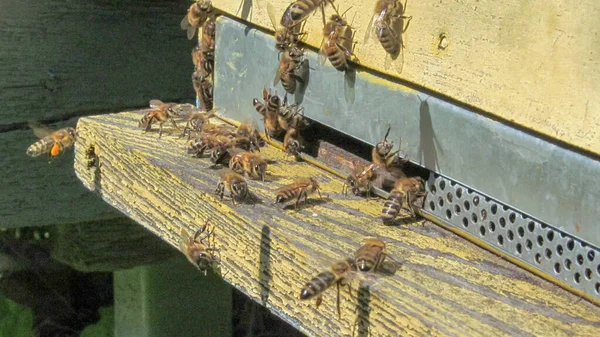Бджоли Муху Пасіці Вересні — стокове фото