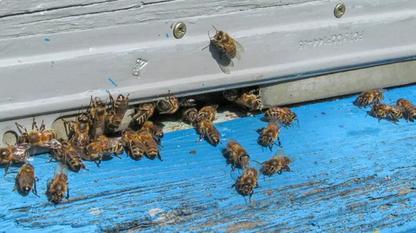Бджоли Муху Пасіці Вересні — стокове фото