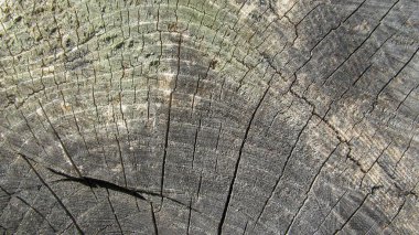 Parktaki eski bir ağacın dokusu