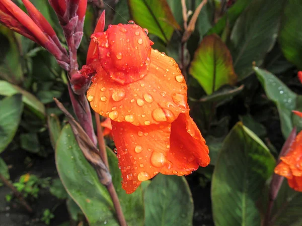 Красивый Цветок Лепестками Клумбе После Дождя — стоковое фото