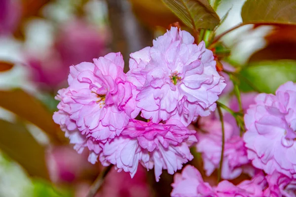 Pink Blossom Japanese Cherry Tree Garden — Stock Photo, Image