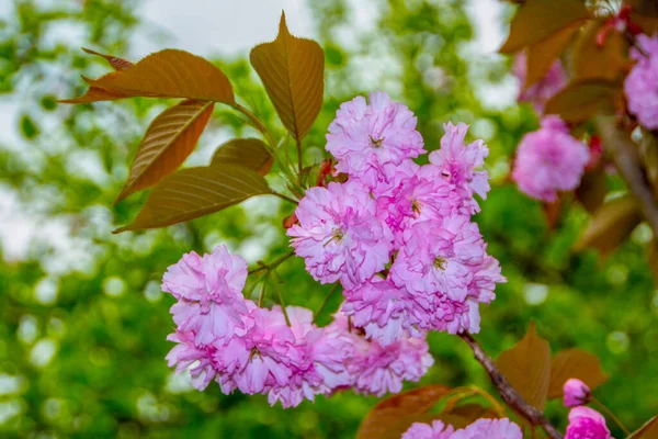 Pink Blossom Japanese Cherry Tree Garden — Stock Photo, Image