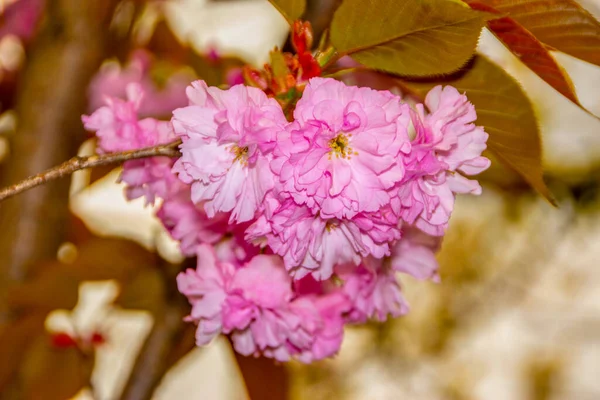 Pink Blossom Japanese Cherry Tree Garden — Stock Photo, Image