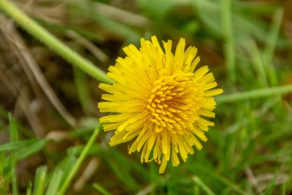 Yellow Dandelion Background Green Grass — Stock Photo, Image