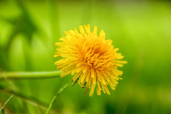 Yellow Dandelion Background Green Grass — Stock Photo, Image