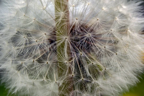 Makroaufnahme Eines Weißen Löwenzahns Garten — Stockfoto