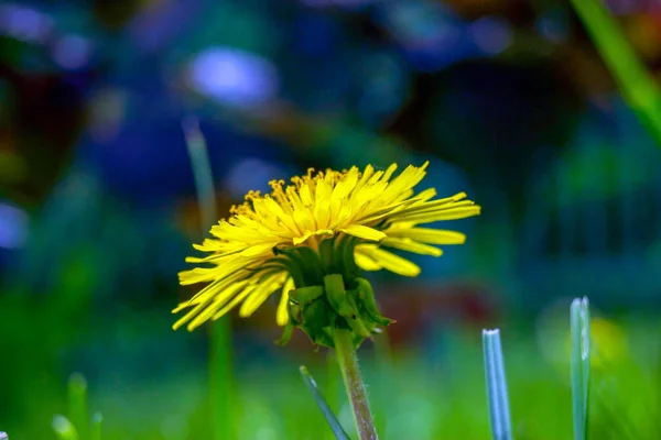 庭の美しい黄色のタンポポの花 — ストック写真