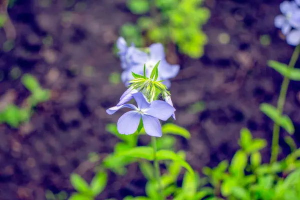Little Light Blue Flower Garden — Stock Photo, Image
