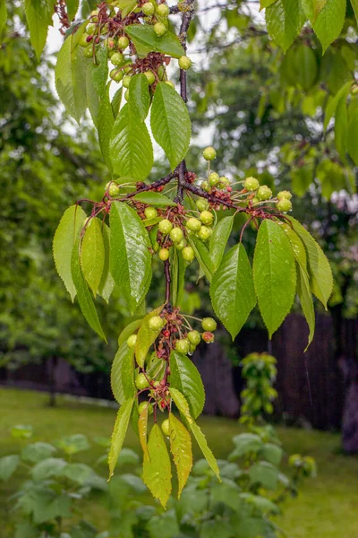 Feuilles Vertes Cerises Dans Jardin Après Pluie — Photo