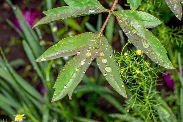 Groene Bladeren Van Een Struik Tuin Regen — Stockfoto