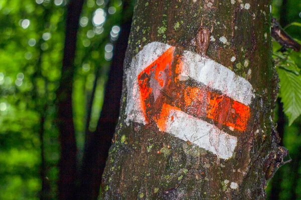 Panah Dicat Pohon Hutan — Stok Foto