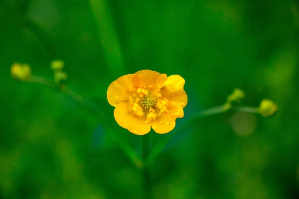花园里长着美丽的黄色花朵 — 图库照片