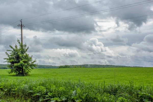 Zielona Trawa Polu Deszczu — Zdjęcie stockowe